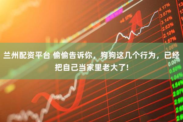 兰州配资平台 偷偷告诉你，狗狗这几个行为，已经把自己当家里老大了!
